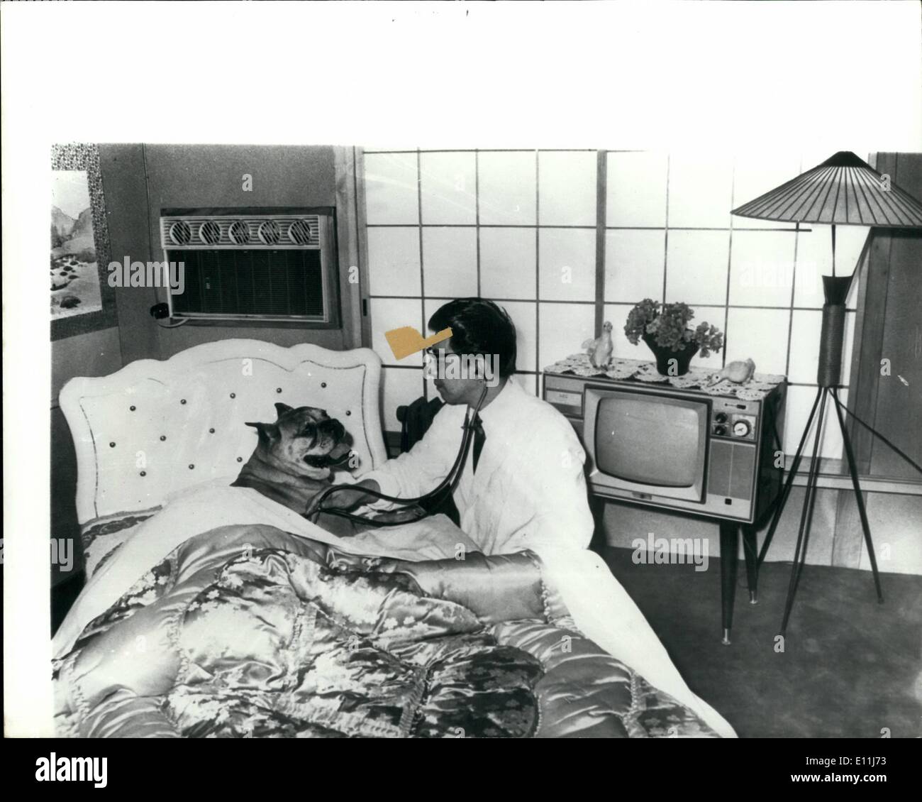 Lug. 07, 1978 - Hotel di lusso per cani.: ricchi giapponesi gli amanti del cane di inviare i loro animali domestici per la sezione hotel del Iwamoto Animal Hospital nel distretto di Nakano di Tokyo per il riposo e il relax, lavare e brush-up, taglio di capelli e revisione generale. Non ci sono kannels, appena 49 camere incluse 4 suite di lusso tutte climatizzate alcune con letti, bagni, e televisori a colori set. Alcune delle '' CLIENTI'' amano e non vogliono lasciare. Qui, i cani possono soddisfare adatto si accoppia un altro motivo per cui alcuni di essi trovano difficile andare a casa Foto Stock