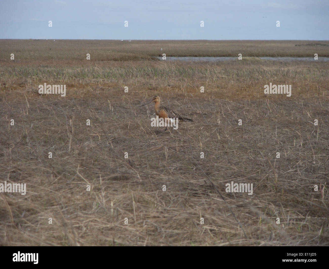 Un uccello maledetto maschio viene catturato in Alaska durante il periodo di incubazione estiva. Le vocalizzazioni e i comportamenti di nidificazione di questo shorebird sono indicatori chiave del suo successo riproduttivo nella regione. Foto Stock
