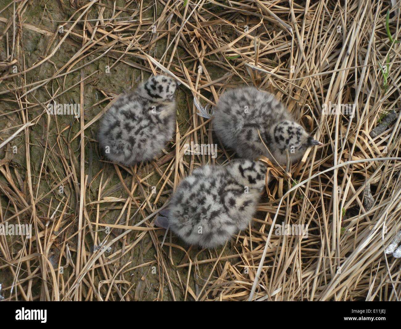 I pulcini di gabbiano in Alaska nascono nei mesi estivi, dopo un periodo di incubazione. Questi giovani uccelli iniziano le loro prime fasi di sviluppo negli ambienti costieri dell'Alaska. Foto Stock
