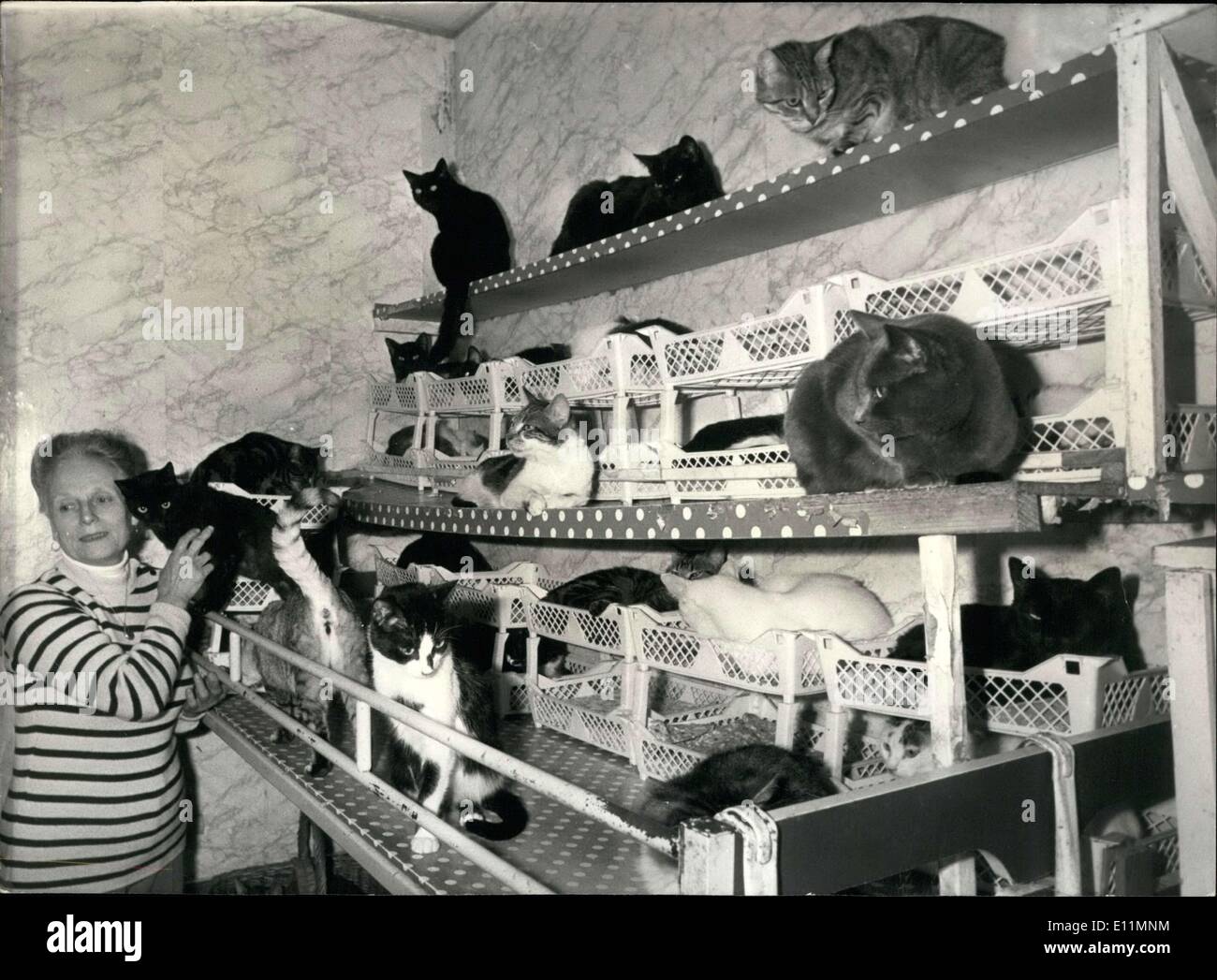 Nov. 29, 1978 - Paradiso per gatti perso Foto Stock