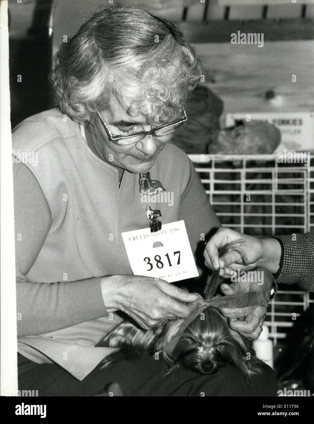 Febbraio 08, 1980 - il Crufts Dog Show Earls Court: annuale di due giorni di Crufts Dog Shop aprì a Earls Court a Londra oggi. La foto mostra una donna proprietario ottiene il suo Yorkshire Terrier pronto per giudicare il giorno di apertura del Crufts. Foto Stock