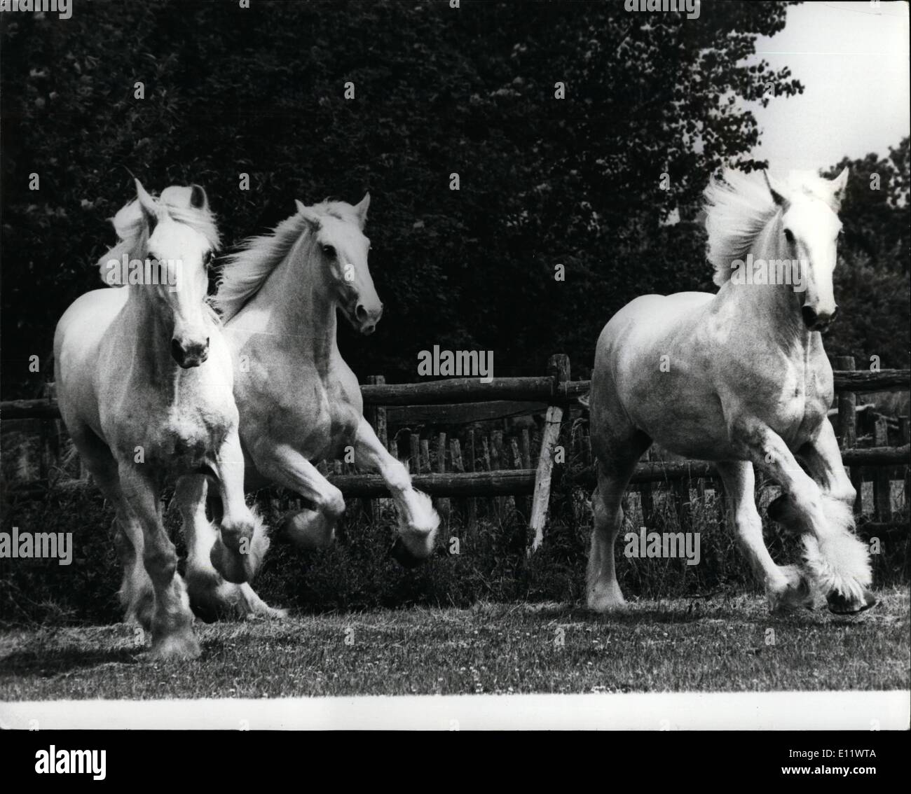 Giugno 06, 1980 - Whitebread Shire cavalli in vacanza umore: Sulivan, Marte e Meroury in atmosfera natalizia ieri all'inizio di una quindicina di giorni di pausa su Whitbread shop azienda agricola a Beltring, vicino Paddock Wood, Kent. Il 18 owt shire cavalli offrono la birra ti City di Londra pubblica-case. Sullivan è stato aiutando a tirare il Sindaco di Londra in pullman la processione annuale a partire dal 1969 e si ritira dopo anni di questo show. Foto Stock