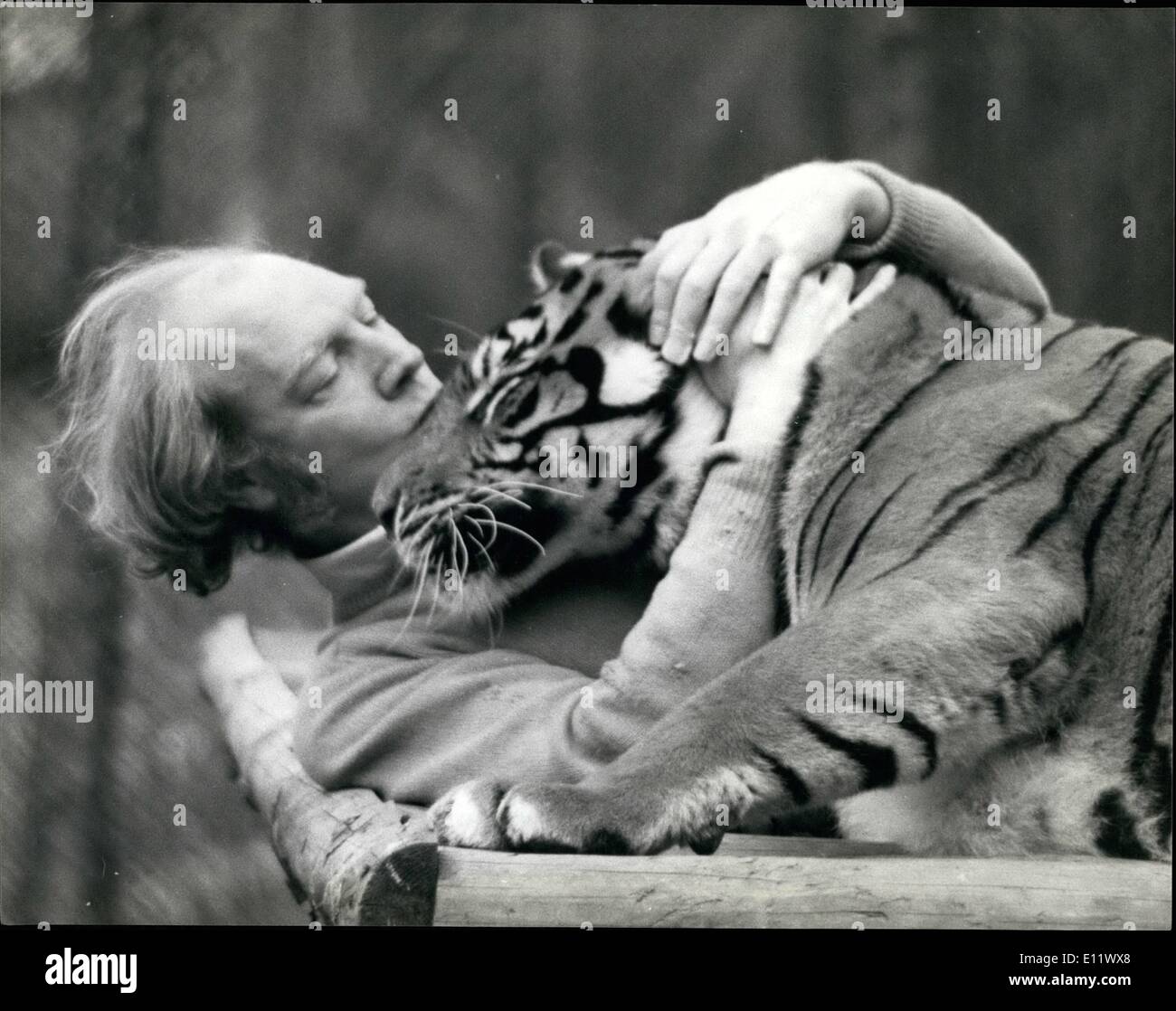 Sett. 09, 1980 - Seconda keeper ucciso da una tigre presso lo Zoo di Aspinall.: per la seconda volta in un mese di un allevatore a Howletta Zoo, Kent, Foto Stock