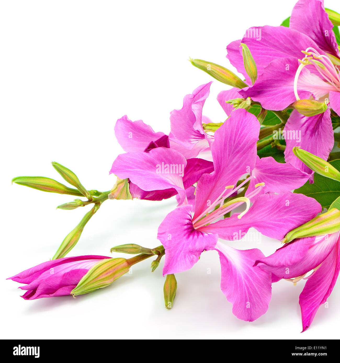Bellissimo fiore rosa, Bauhinia purpurea, isolato su uno sfondo bianco Foto Stock