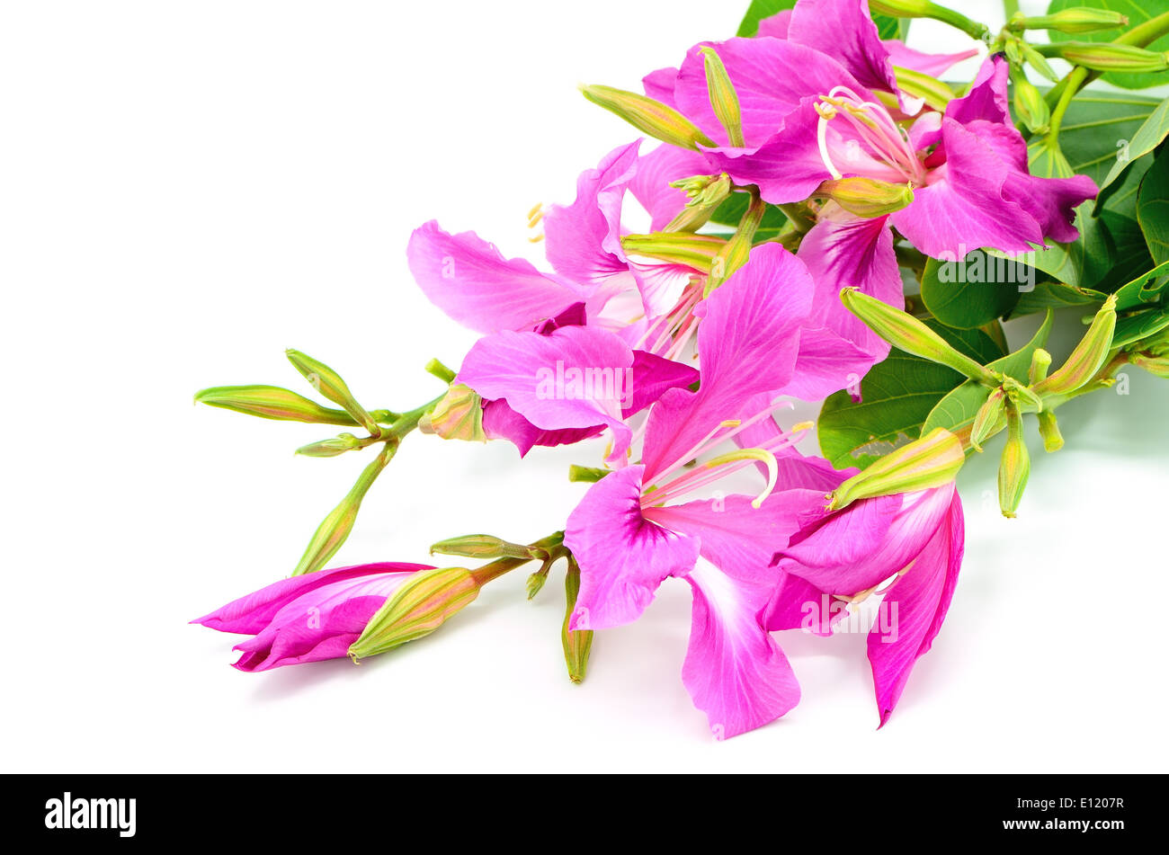 Bellissimo fiore rosa, Bauhinia purpurea, isolato su uno sfondo bianco Foto Stock