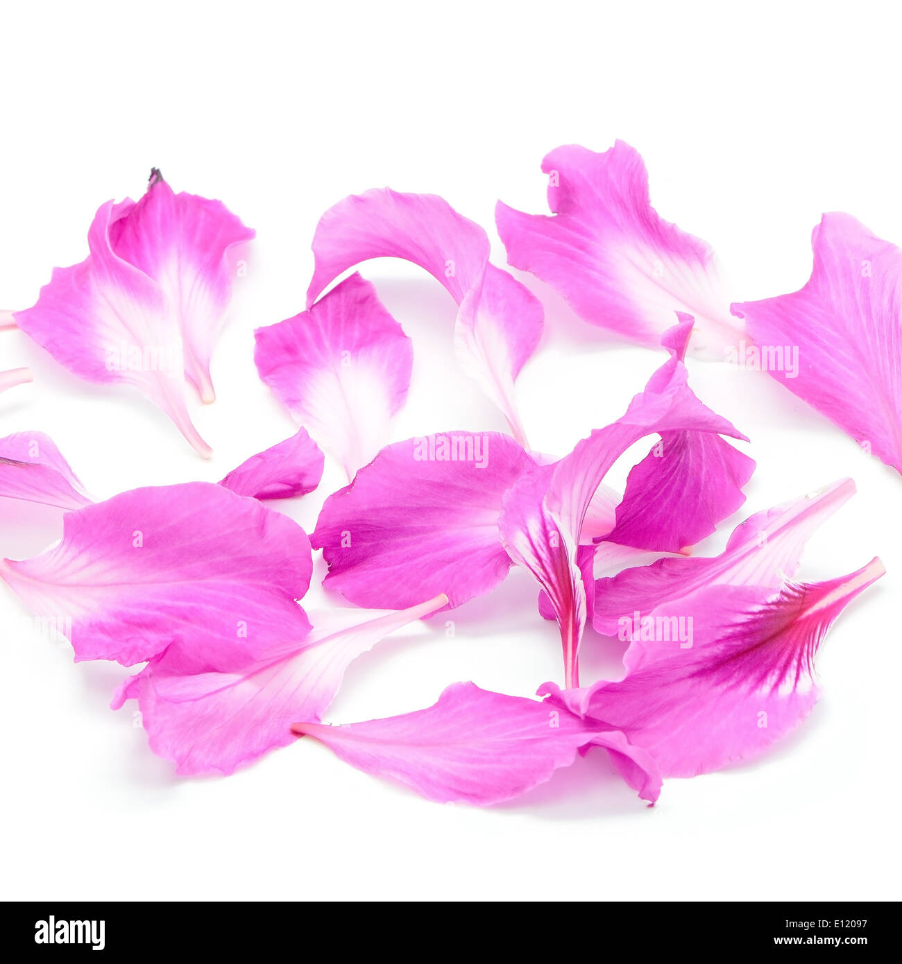 Bellissimo fiore rosa, petalo di Bauhinia purpurea, isolato su uno sfondo bianco Foto Stock