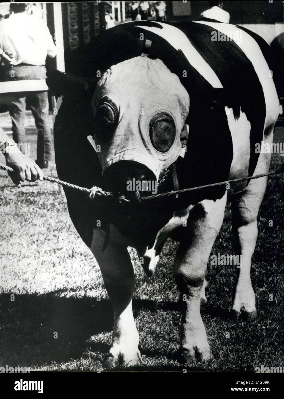 Lug. 13, 1981 - gretto a Coll il suo ardore: Immagine mostra: "flirt vietato" era all'ordine del giorno per il grande bull ''Ontano'' quando ha indossato questa speciale cappa ad una mostra di bestiame nel piccolo villaggio di Horning in Danimarca. Foto Stock