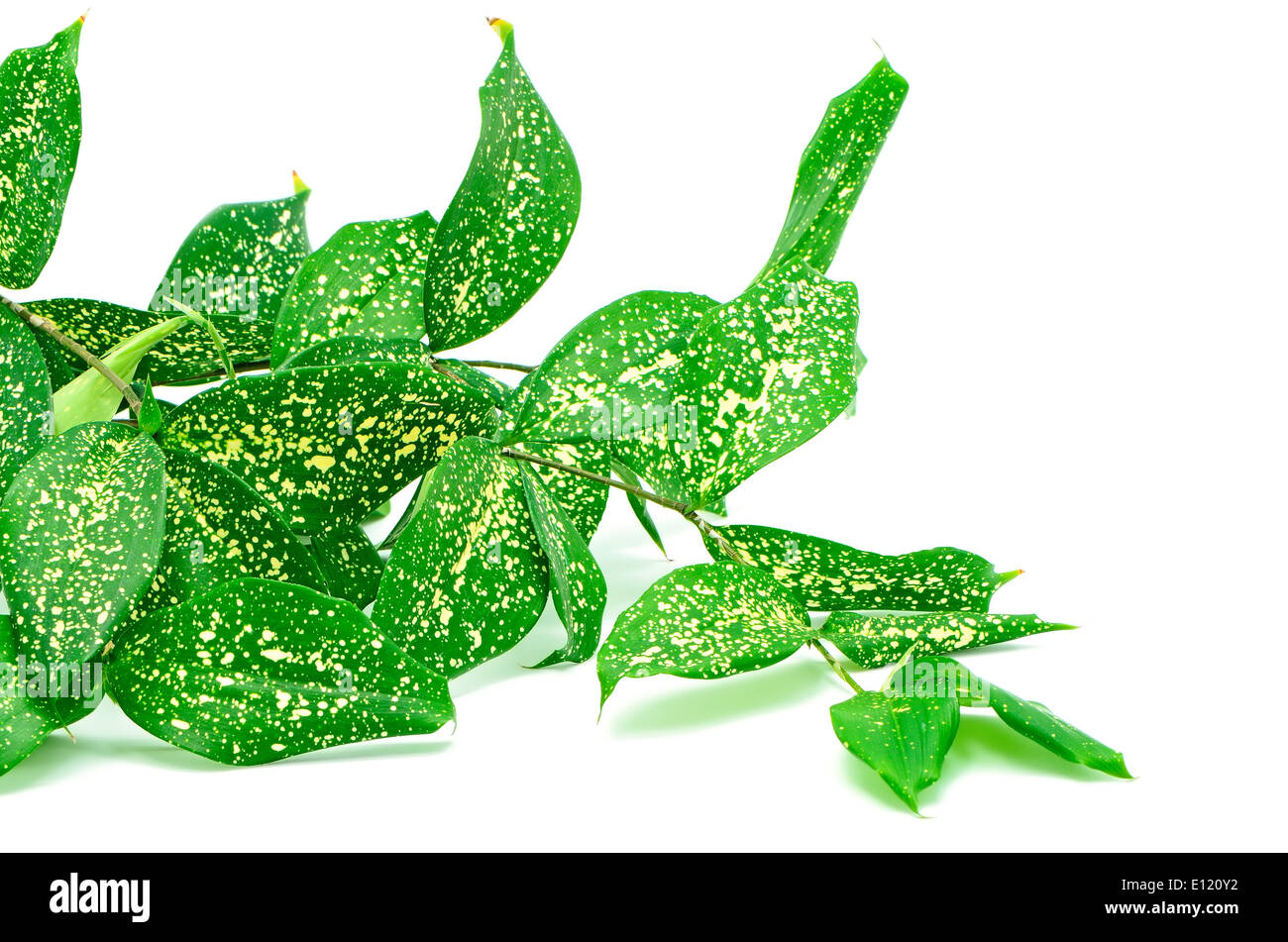 Fogliame, foglie di dracaena, polvere d'oro dracaena macchiato o dracaena, modulo di colore verde, isolato su sfondo bianco Foto Stock