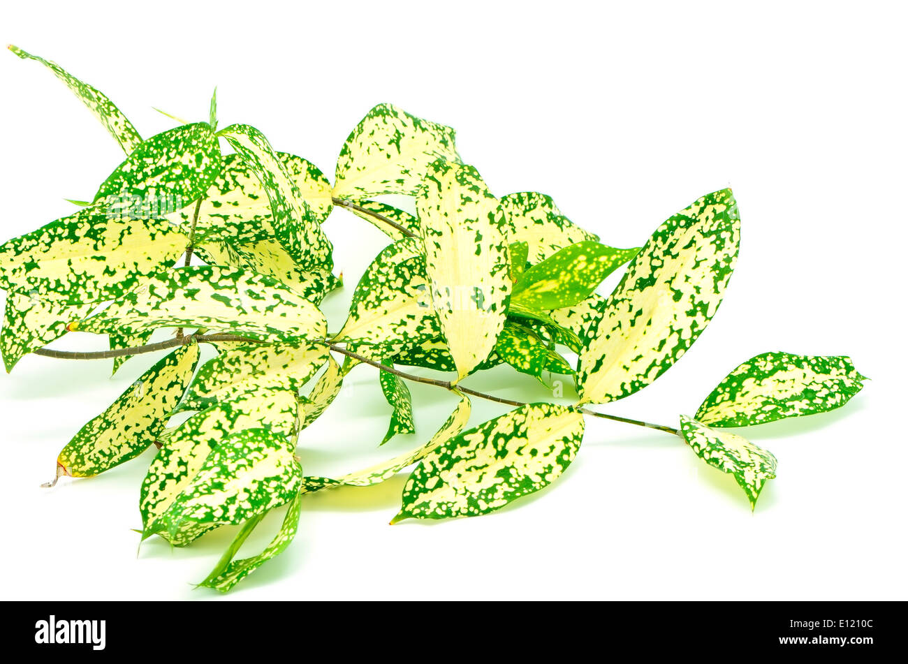 Fogliame, foglie di dracaena, polvere d'oro dracaena macchiato o dracaena, pezzata forma, isolato su uno sfondo bianco Foto Stock