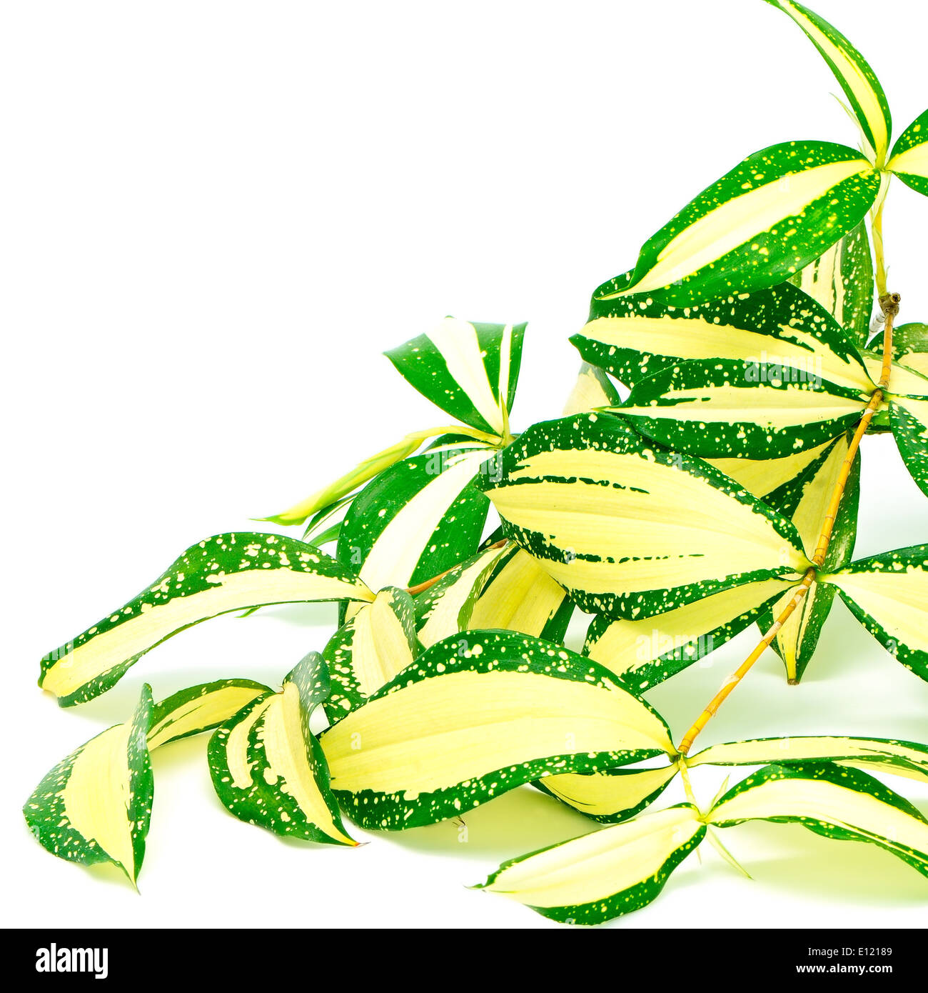 Fogliame, foglie di dracaena, polvere d'oro dracaena macchiato o dracaena, spogliato forma, isolato su uno sfondo bianco Foto Stock