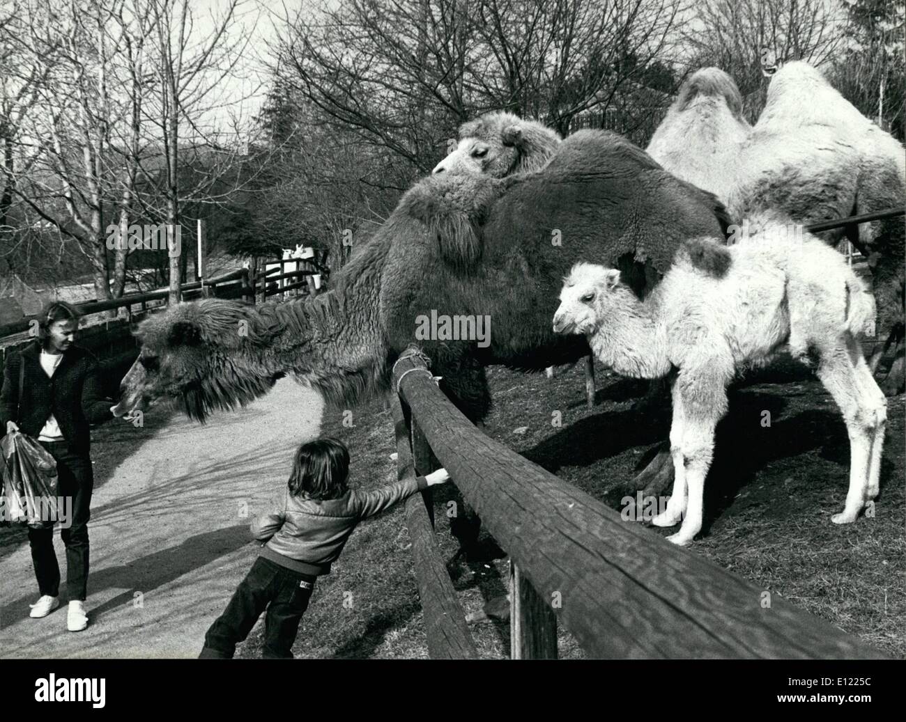 Mar 03, 1983 - Little 'Sultan'' - bianco e abbastanza: non è forse un bel po' di compagni - 'Sultan II" il piccolo camel-baby ultimamente al Walter-Zoo di Gossau (Svizzera orientale). Ciò che lo rende piuttosto speciale è la sua pelle bianca. I cammelli sono di solito di colore marrone. Foto Stock
