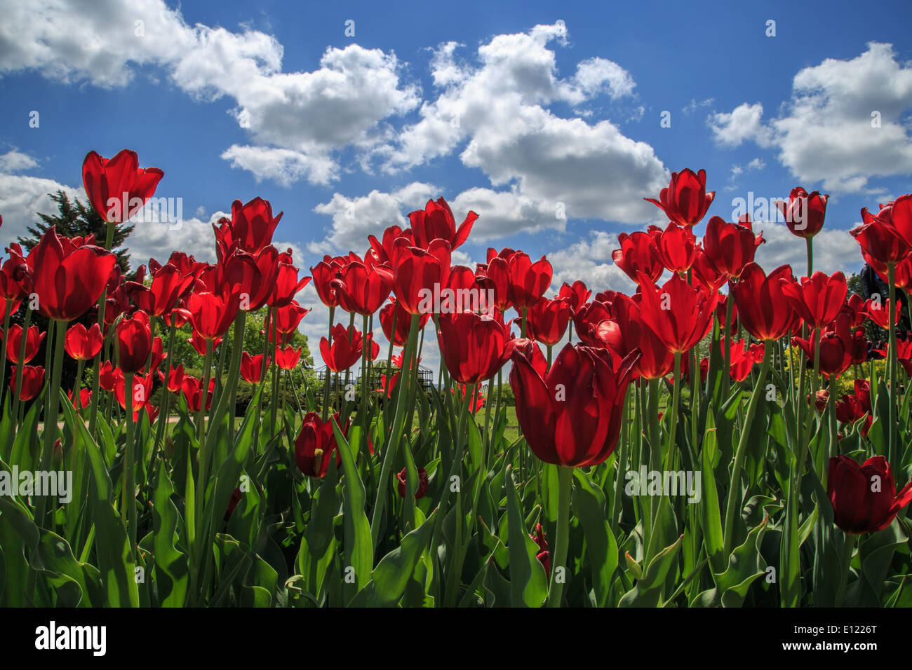 Letto di tulipani rossi Foto Stock