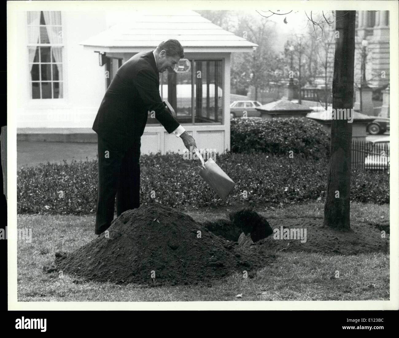 Il 12 Dic. 1984 - Un Maple per la Casa Bianca Prato Presidente Ronald Reagan è mostrato come egli ha piantato un albero, 12 anni 20 piedi maple sul prato del nord della Casa Bianca. La struttura è stata donata da Robert F. Lederer e è stato fornito dalla Associazione Americana dei vivaisti. Foto Stock
