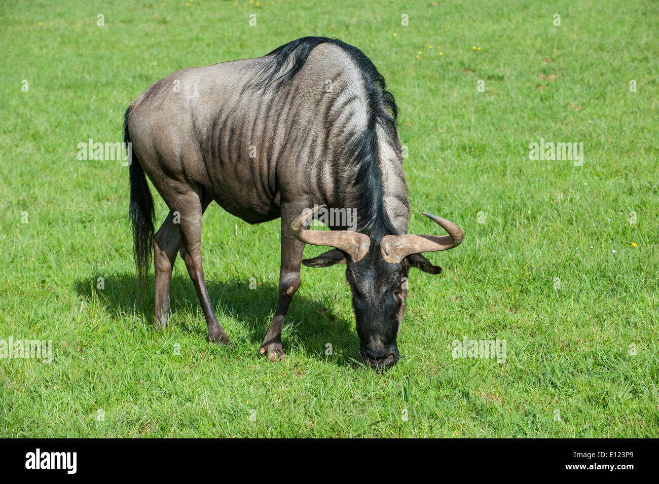 Blue GNU (Connochaetes taurinus) pascolare nei prati Foto Stock