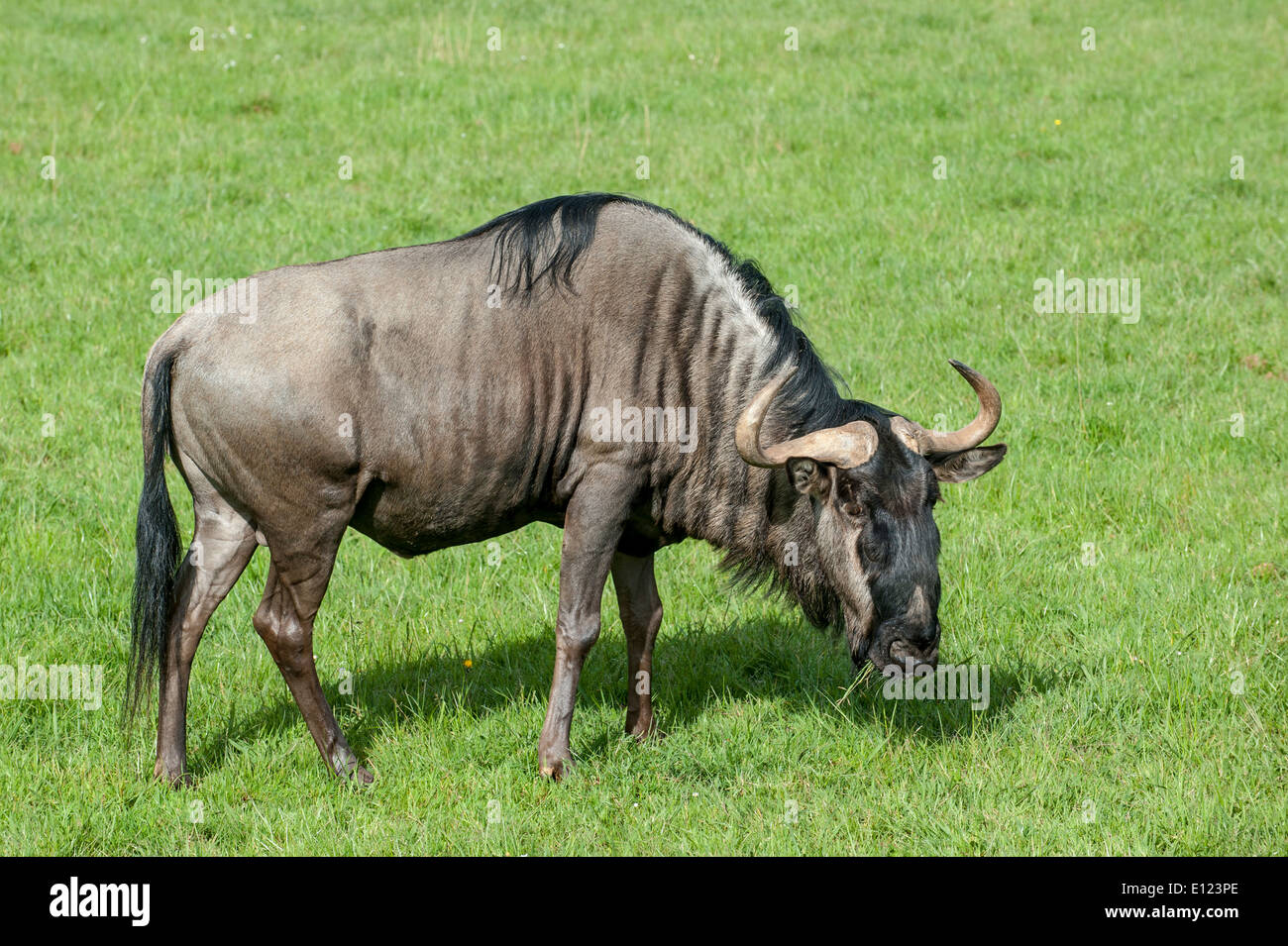 Blue GNU (Connochaetes taurinus) pascolare nei prati Foto Stock