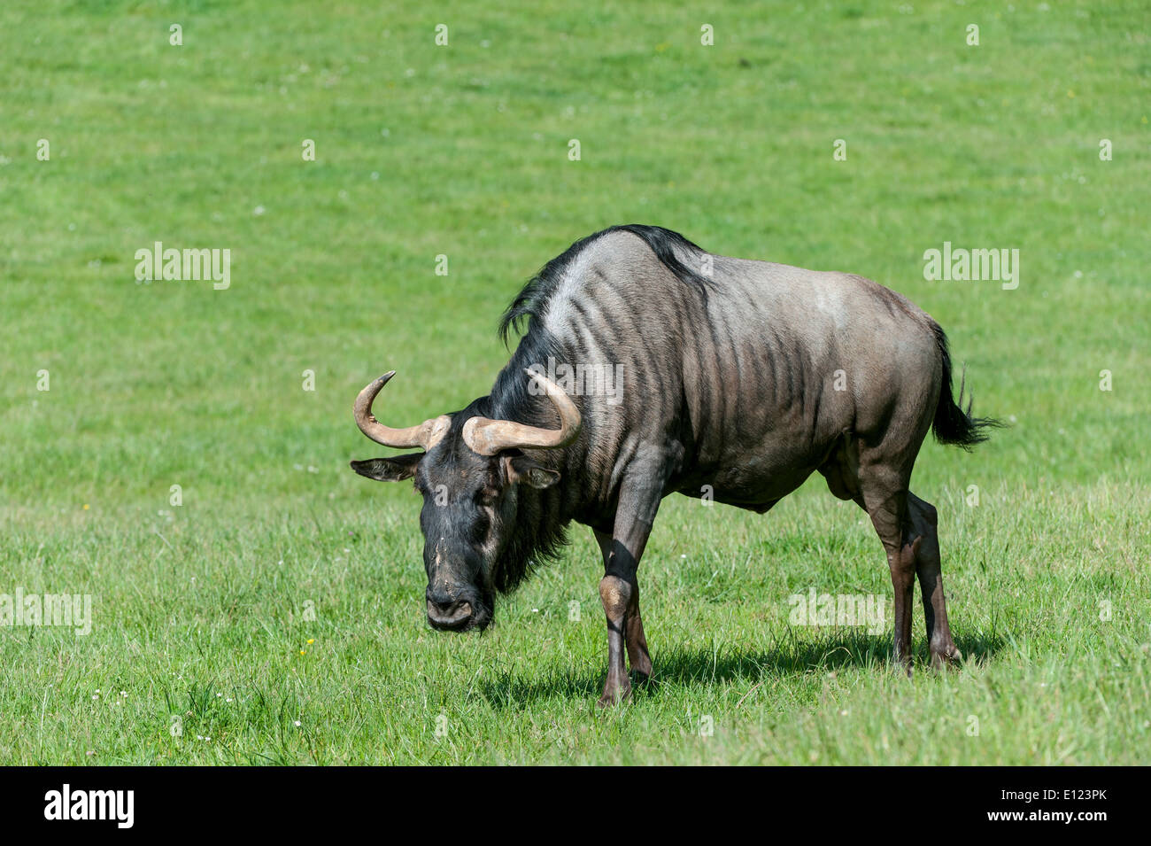Blue GNU (Connochaetes taurinus) pascolare nei prati Foto Stock