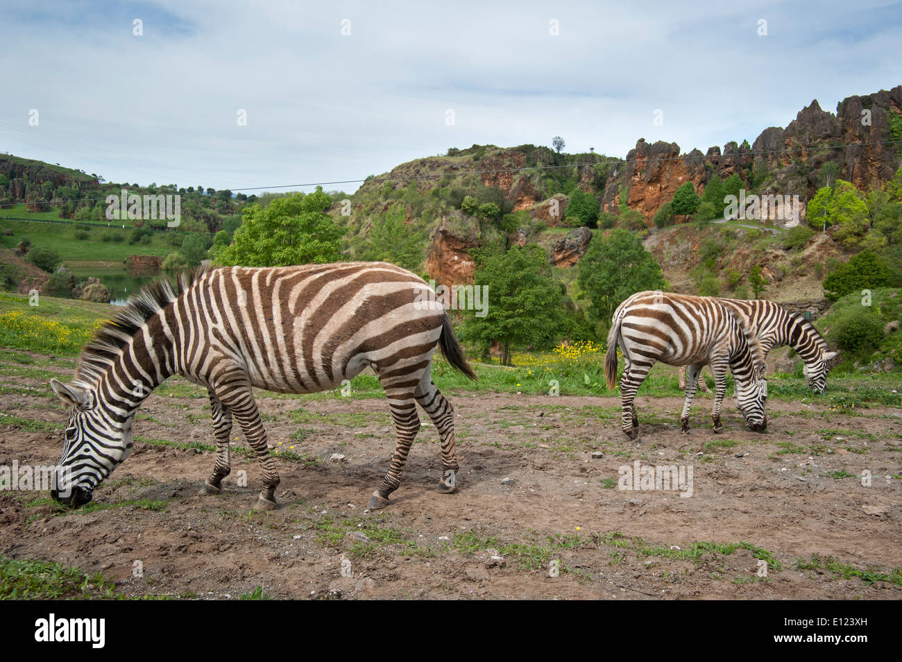 La Burchell zebre (Equus quagga burchellii) in involucro in corrispondenza del Cabarceno parco naturale, Penagos Cantabria, SPAGNA Foto Stock