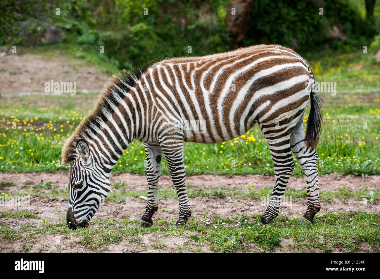 La Burchell zebra (Equus quagga burchellii) erba di pascolo Foto Stock