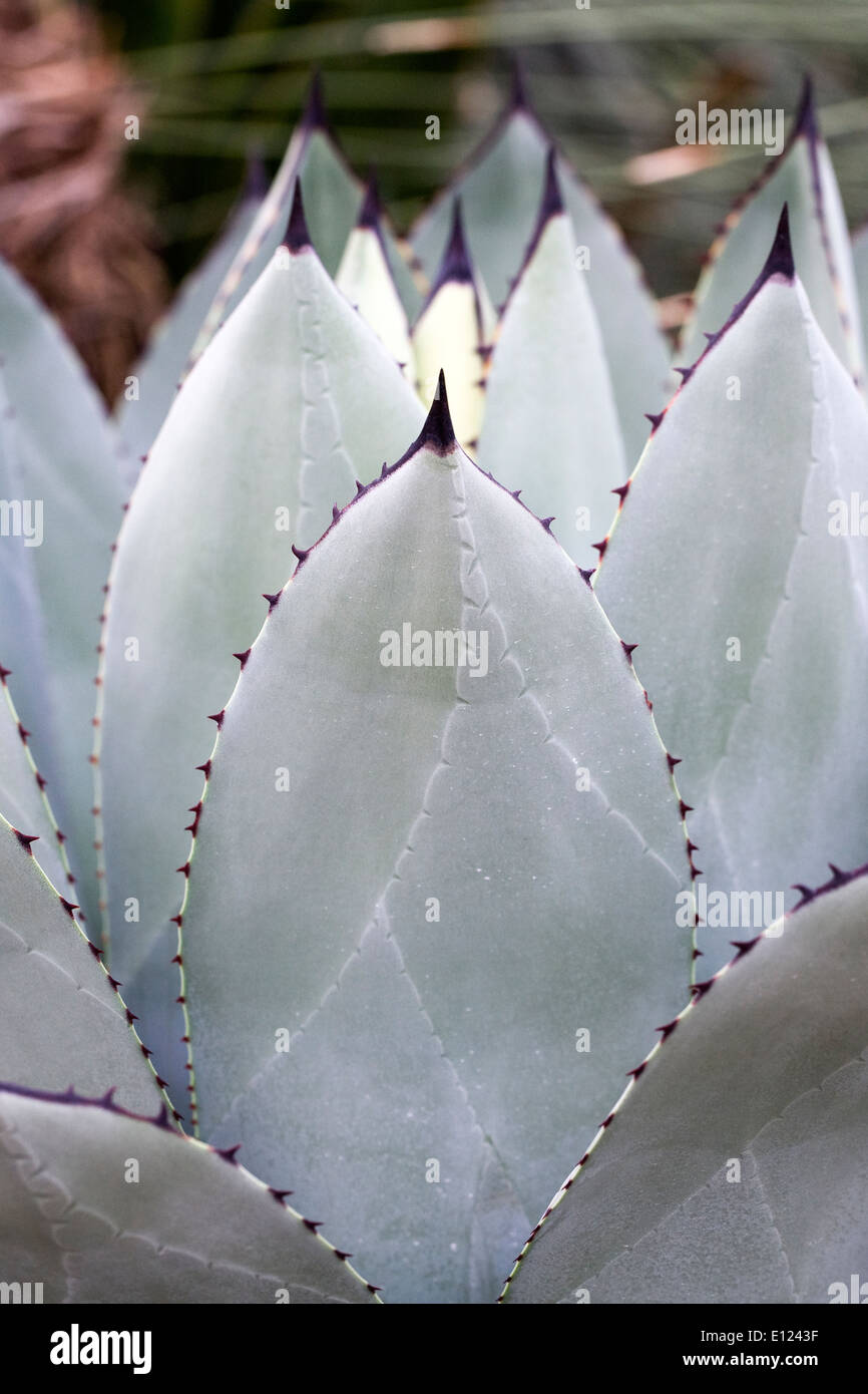 Agave parryi crescono in un ambiente protetto. Foto Stock