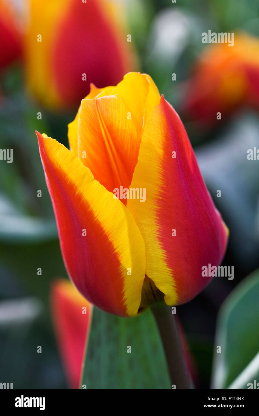 Tulipa 'Bandiera tedesca". Il Giallo e il rosso tulipano in un giardino di primavera. Foto Stock