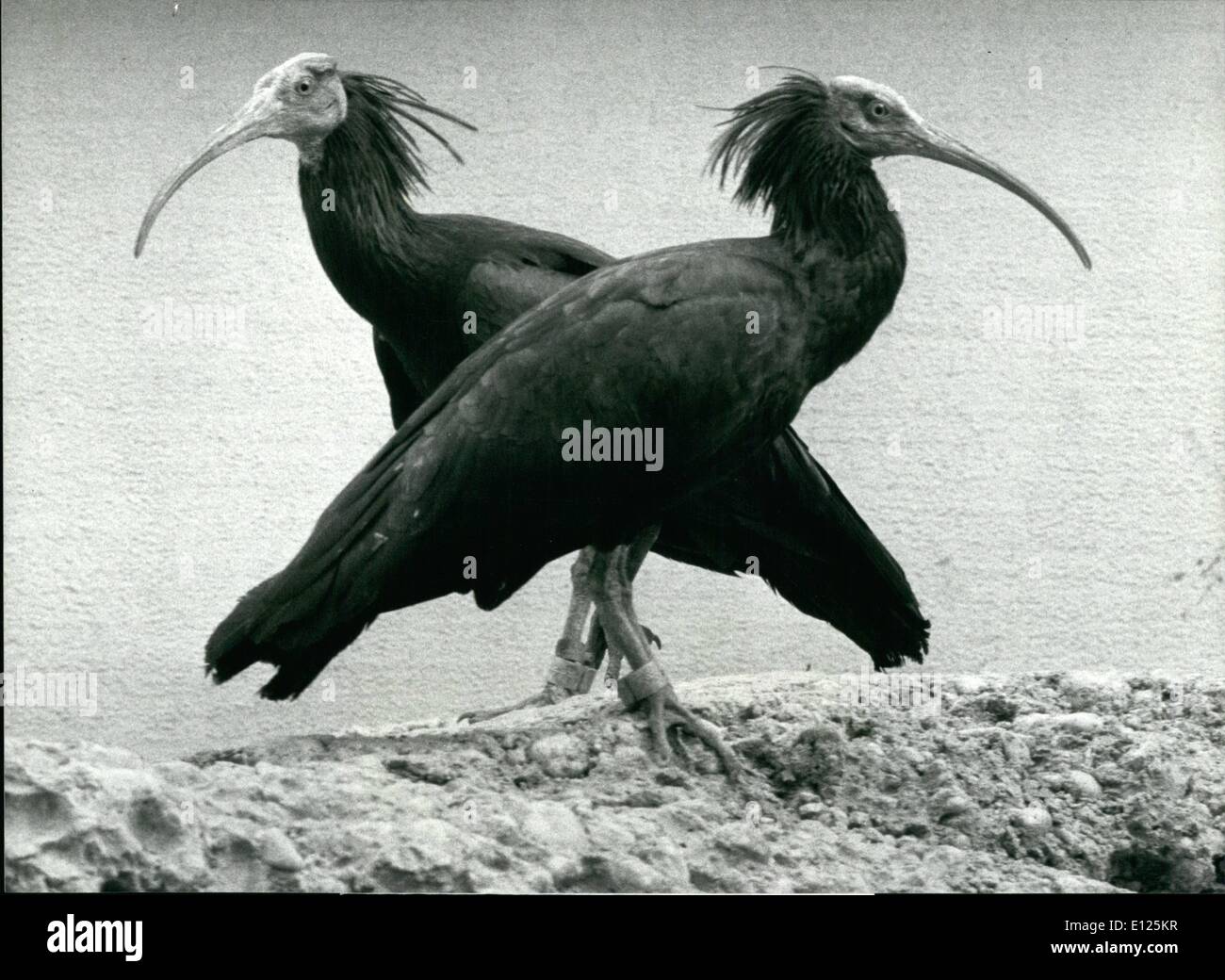 Apr. 04, 1988 - due uccelli del paradiso: questi due ''Waldrappen'' uccelli (foresta ravens) visto al 'Daehlhoelzli'' zoo a Berna Foto Stock