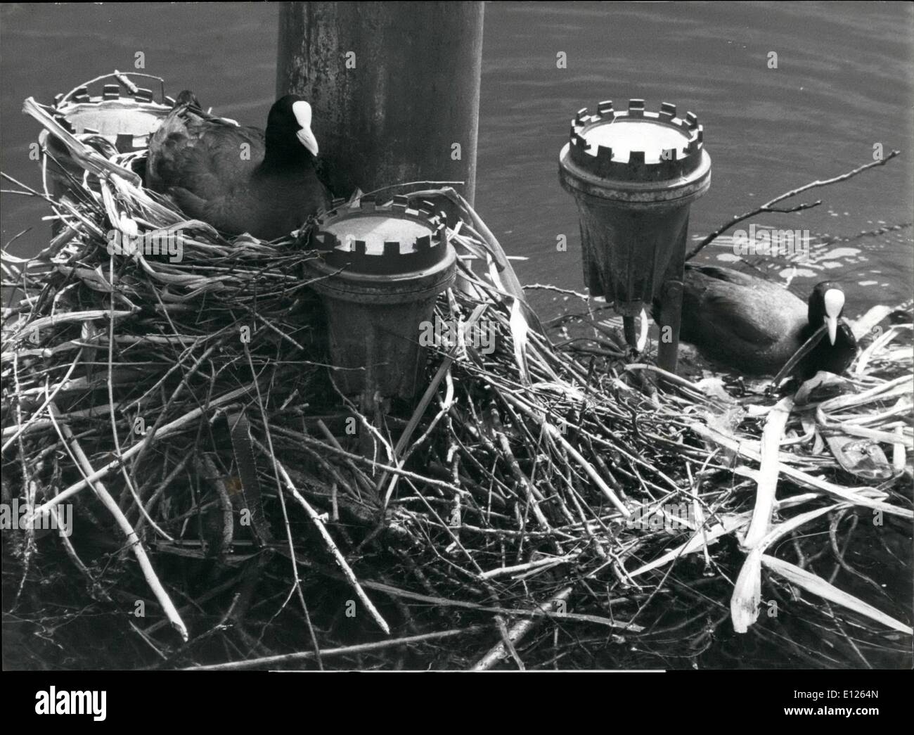 Giugno 06, 1989 - una posizione inusuale per costruire un nido: due uccelli in Interlaken, il cantone svizzero di Berna, trovato un luogo insolito per costruire il loro nido : hanno messo a destra nel mezzo di una fontana che di solito dovrebbe delizia Interlaken abitanti. Foto Stock