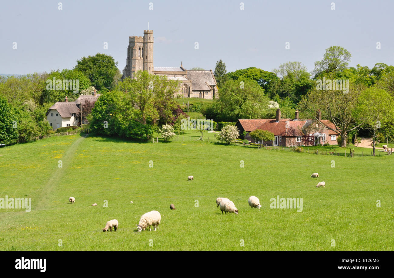 Bucks - Chiltern Hills - Aldershot - vista attraverso i prati con pecore al pascolo a San Pietro + la chiesa di St Paul Foto Stock