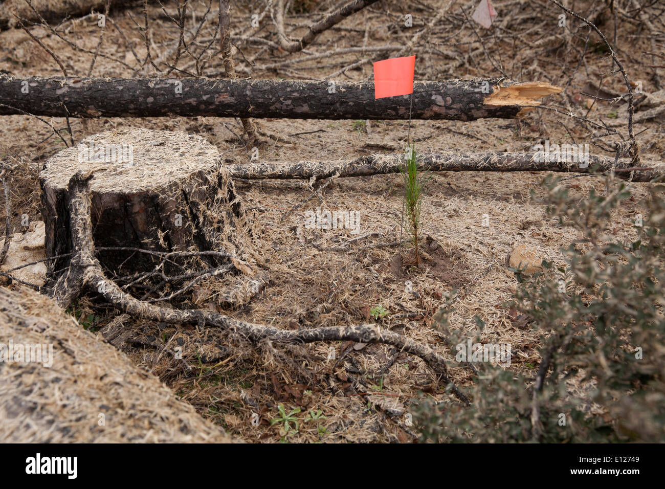 Loblolly pine piantina piantato da studenti volontari accanto al moncone di pino bruciato durante gli incendi forestali in Bastrop TX nel 2012 Foto Stock