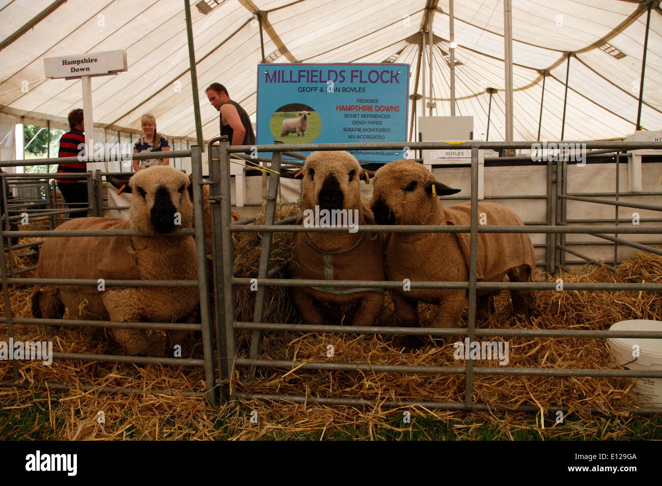 Exeter Devon, Regno Unito. 21 Maggio, 2014. Hampshire Downs pecore pronta per domani le mostra 21 maggio 2014 Exeter Devon UK. La Contea di Devon Visualizza Anteprima stampa giorno di credito: Anthony Collins/Alamy Live News Foto Stock