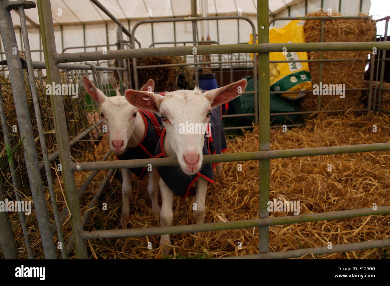 Exeter Devon, Regno Unito. 21 Maggio, 2014. Curiosi i giovani mostrano i caprini in strati di protezione per tenere pulito per la concorrenza della Contea di Devon Visualizza Anteprima stampa giorno di credito: Anthony Collins/Alamy Live News Foto Stock