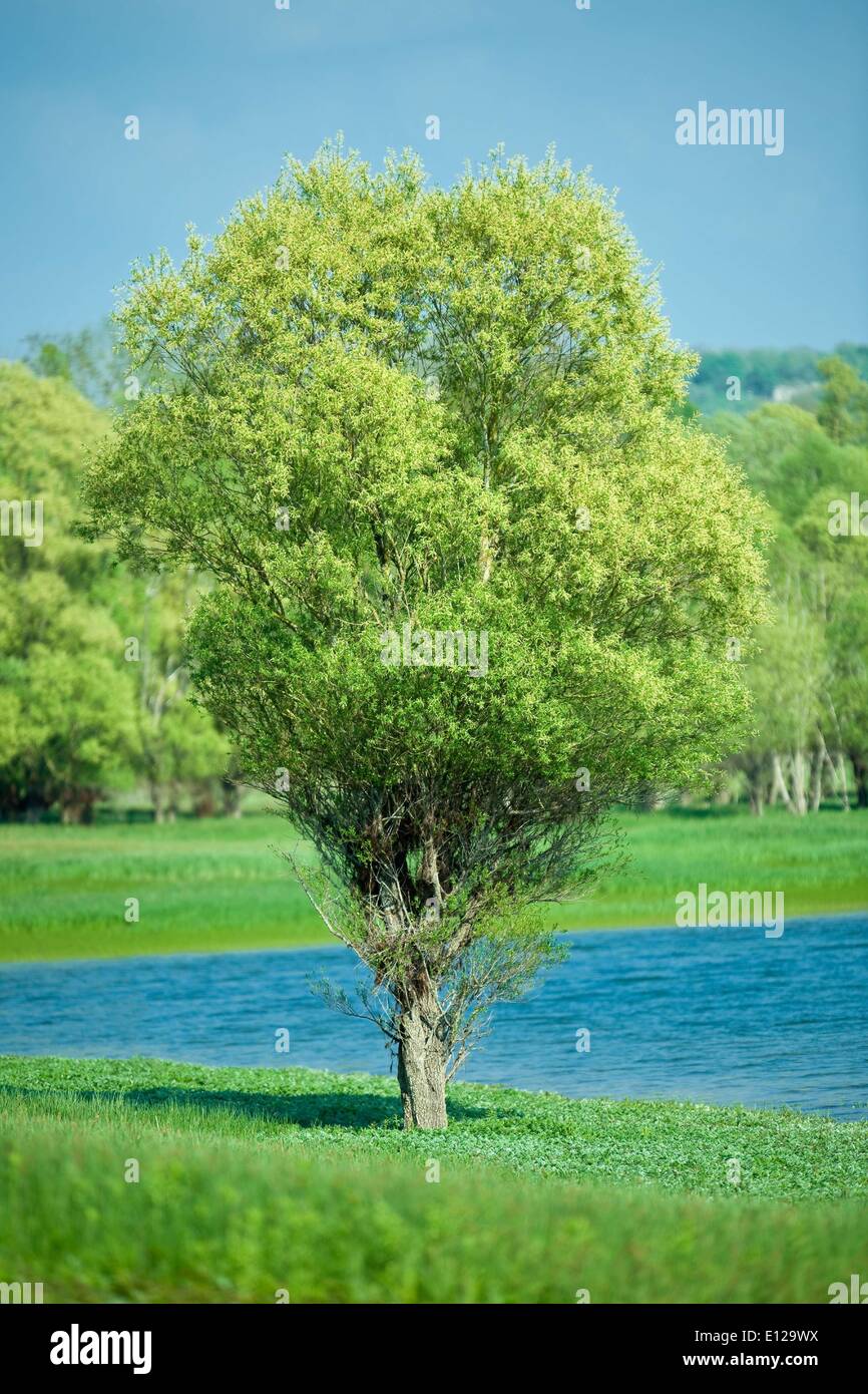 Maggio 02, 2009 - 2 Maggio 2009 - Isolato estate verde albero con lago pulito e poco profonda DOF 280mm f2.8 Foto Stock
