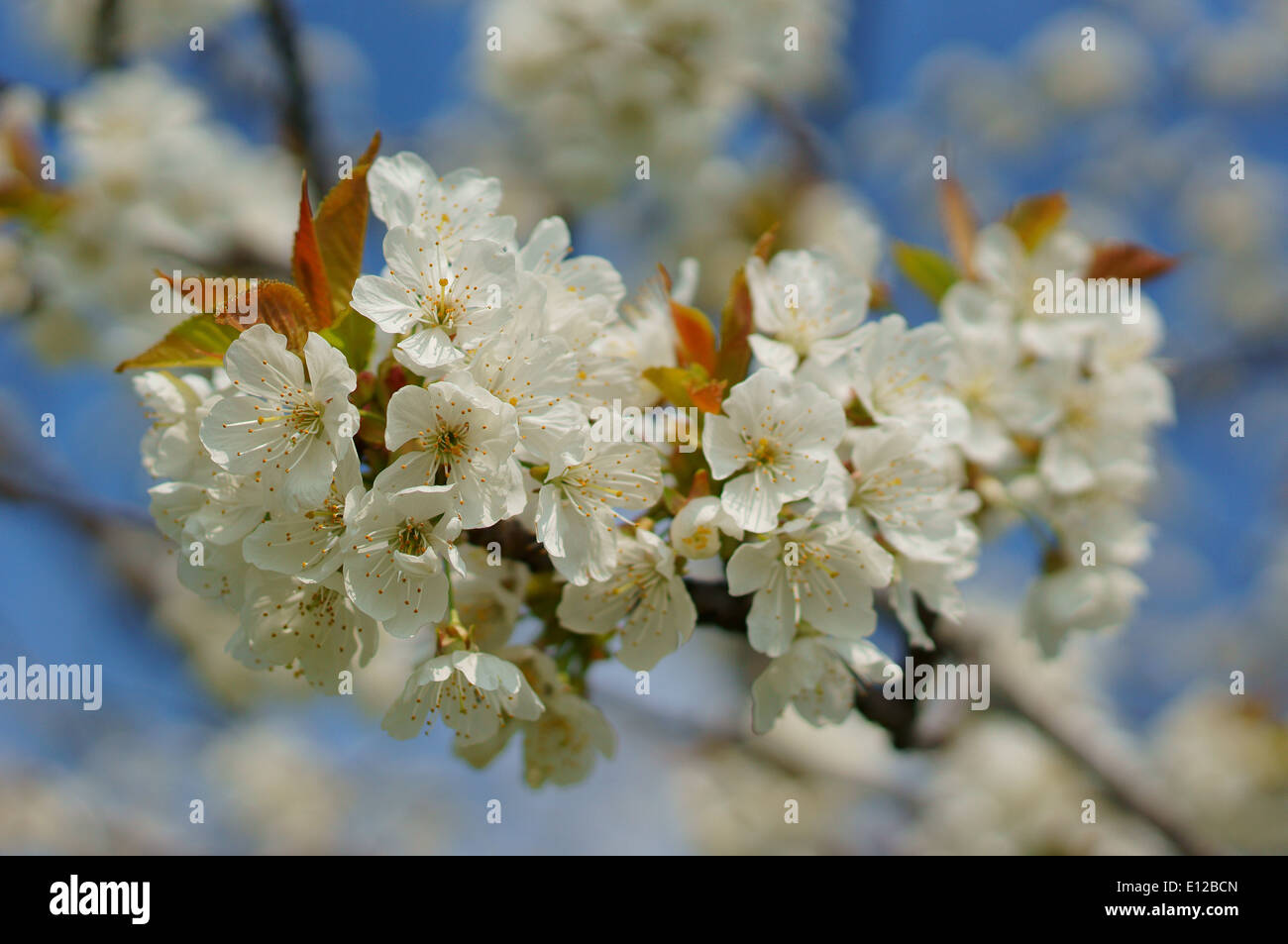 Cherry Tree blossom Foto Stock