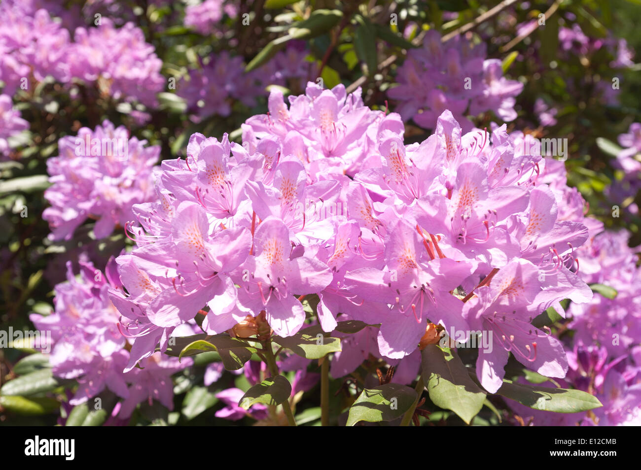 Masse abbondanti di delicati grande fiore viola pallido lilla magenta rosa violetto decidui fiori di azalea contro il fogliame denso Foto Stock