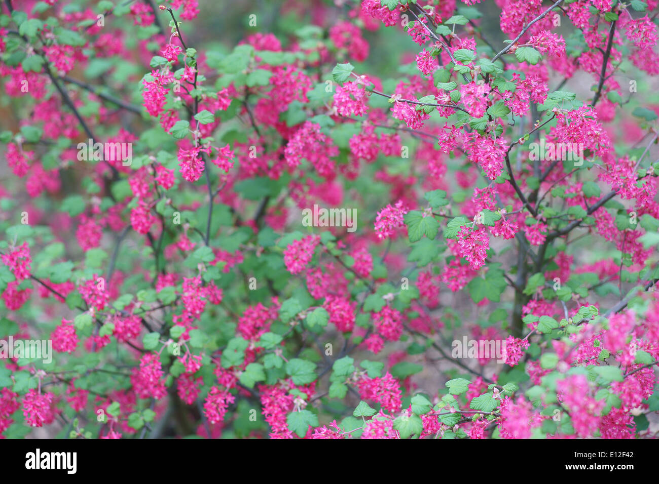 Rosso-fioritura fioritura di ribes Ribes sanguineum Foto Stock