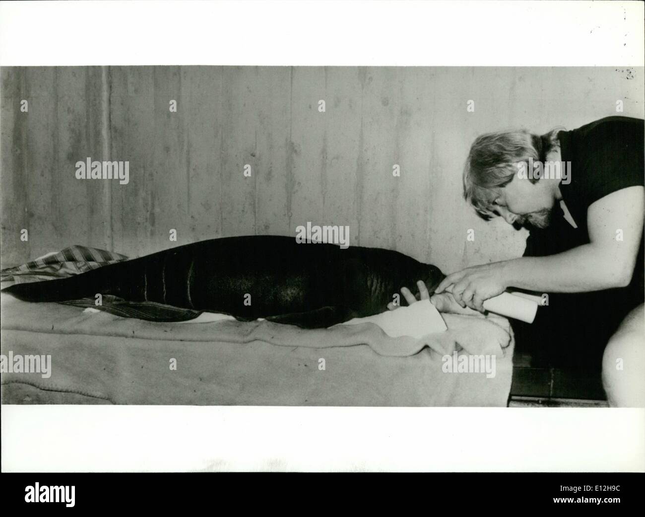 Febbraio 24, 2012 - Prima in Germania ovest nato vedere-mucca baby: i visitatori dello zoo di Norimberga/Germania Ovest hanno ottenuto un nuovo preferito. ''Fritz'' il bambino vedere-mucca. La nascita mi sono il primo di questa specie in Germania, e la seconda, dopo il Trattato di Amsterdam del 1977, in Europa. I genitori del 25 chilo pesante baby animale è venuto dal Sud America. La madre di ''Fritz'' non accetta lui, così che egli ha di essere sollevato dalla bottiglia, ogni due ore egli ottiene il suo latte speciale. Foto Stock