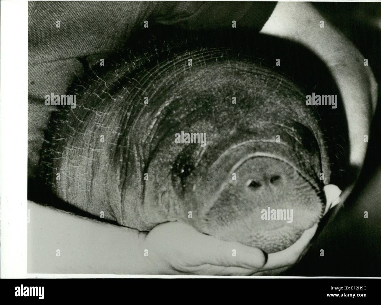 Febbraio 24, 2012 - Prima in Germania ovest nato See-Cow Baby: i visitatori dello zoo di Norimberga/Germania Ovest hanno ottenuto un nuovo preferito. ''Fritz'' il bambino vedere-mucca. La nascita è il primo di questa specie in Germania, e la seconda, dopo il Trattato di Amsterdam del 1977, in Europa. I genitori del 25 chilo pesante baby animale è venuto dal Sud America. La madre di ''Fritz'' non accetta lui, così che egli ha di essere sollevato dalla bottiglia, ogni due ore egli ottiene il suo latte speciale. Foto Stock