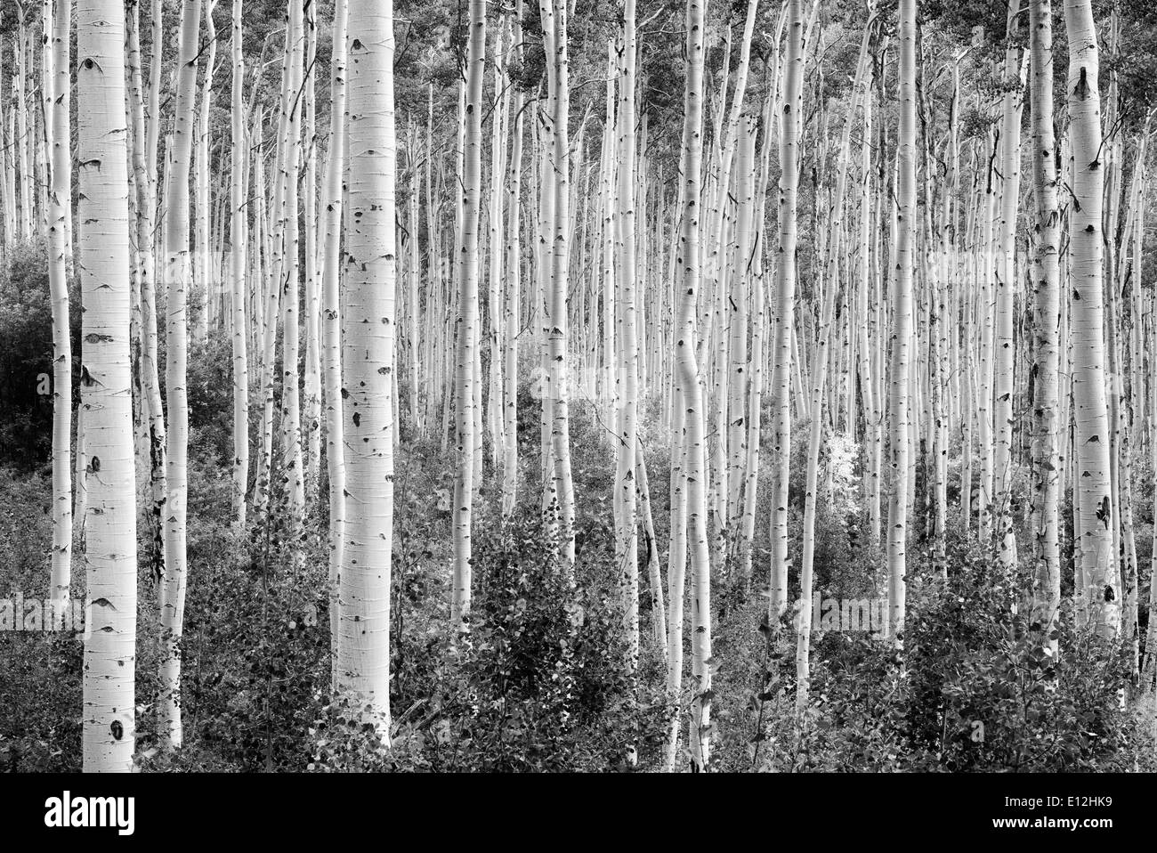 Tall dritto aspen tree con un piccolo albero in autunno a colori. Nei pressi di Aspen Colorado Foto Stock