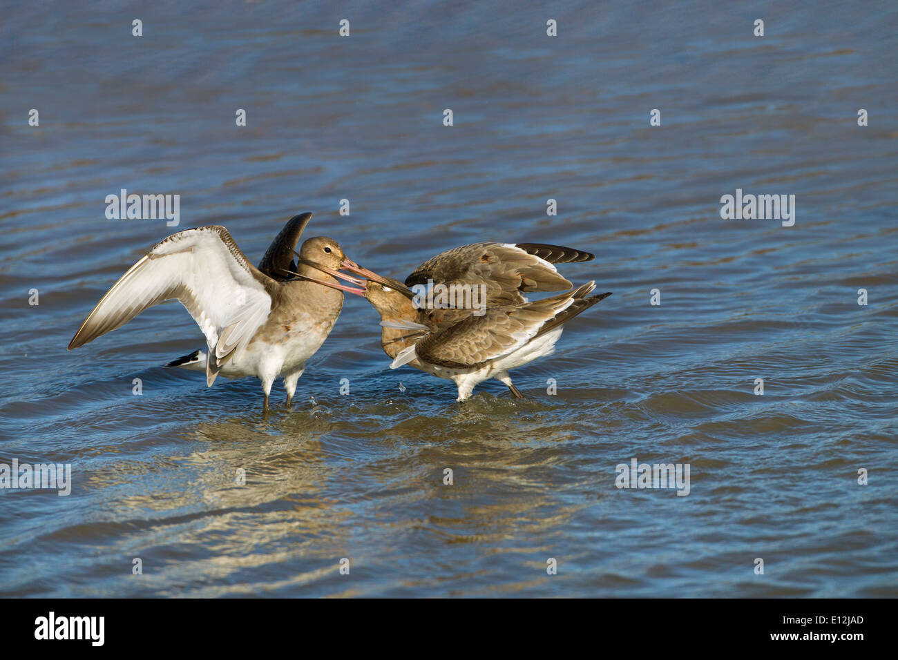 Nero-tailed godwits Limosa limosa uccelli immaturi di lotta contro il territorio di alimentazione Foto Stock