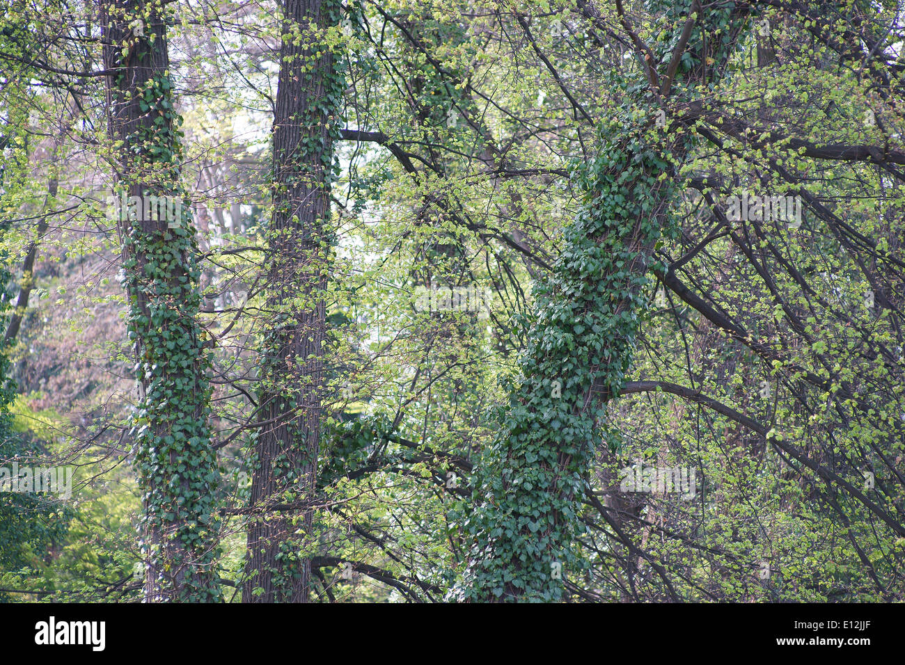 Vecchi alberi germogliando nel bosco Foto Stock