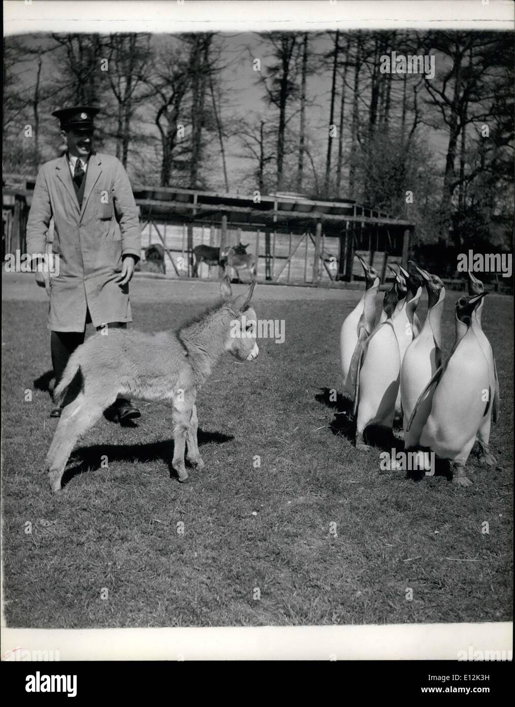 Toffee nosed immagini e fotografie stock ad alta risoluzione Alamy