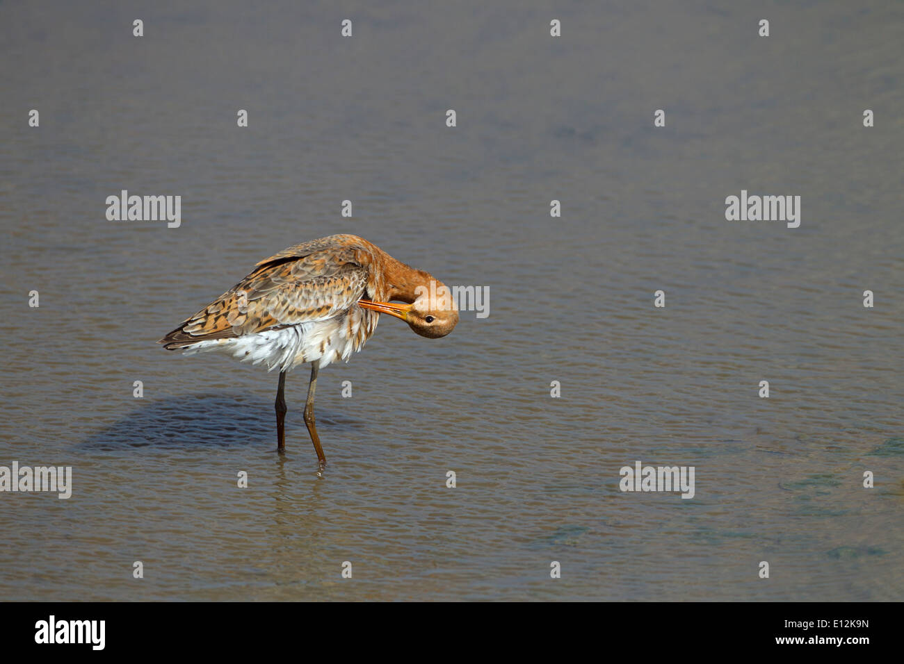 Nero-tailed Godwit Limosa limosa su paludi Cley Costa North Norfolk Foto Stock