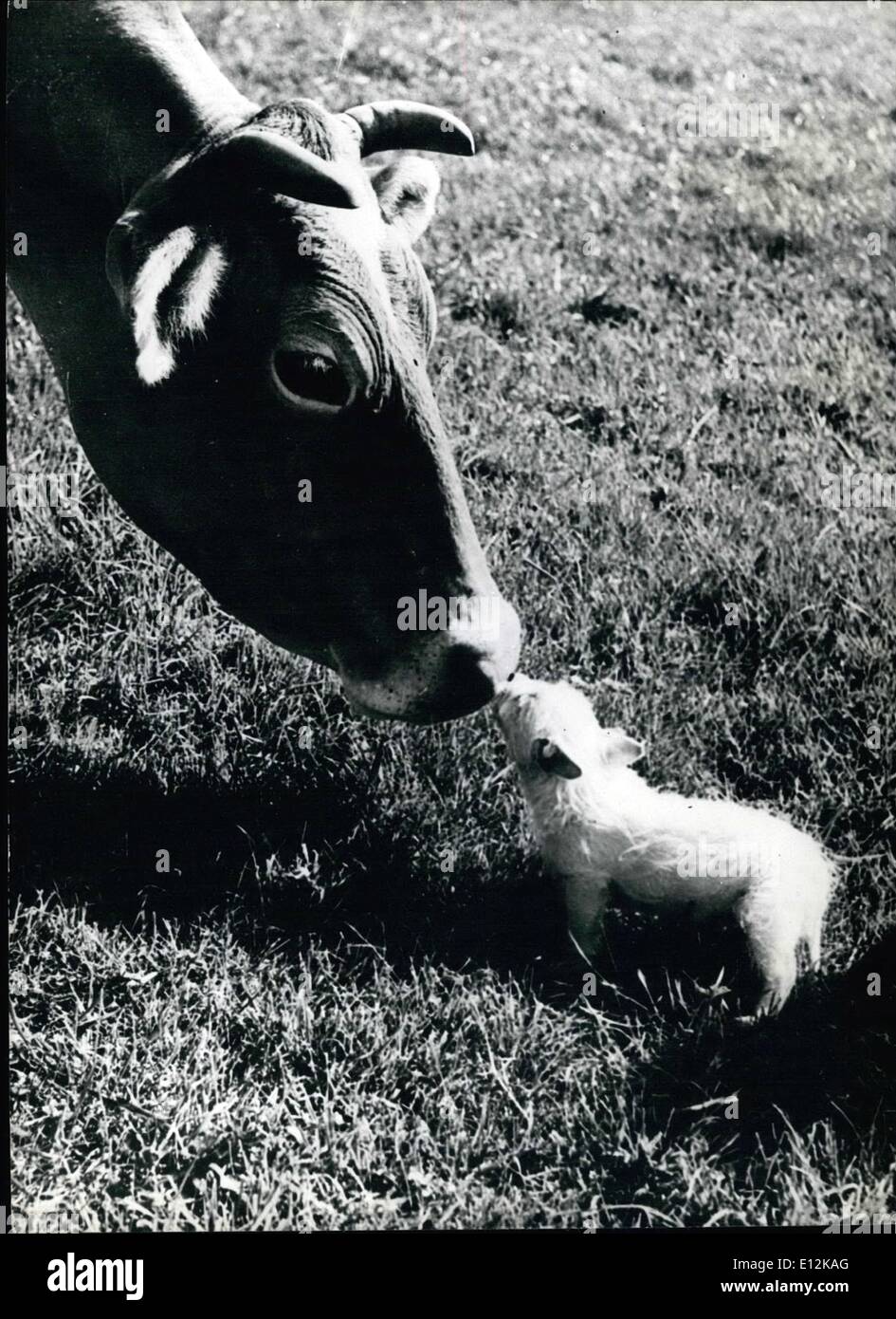 Febbraio 24, 2012 - Bacio per frammento: ''Blackberry'' la mucca è abbastanza grande abbastanza da mangiare poco 'Snippet'' il cane, ma è l'ultima cosa che ella farebbe. A dispetto delle sue dimensioni, lei e il cucciolo sono il più grande di amici presso la fattoria a Rickmansworth dove vivono. Foto Stock