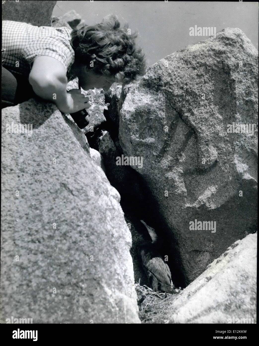 Febbraio 24, 2012 - Operaio di Lundy Island: la sua salita è premiato come Barbara Whittaker incontra il nido di un shag (cormorano minore) in condizioni di sicurezza nascosta tra le rocce di punta. la madre ha lasciato lasciando il giovane offerta a difendersi da sé, ora Barbara sarà lui ad anello. Foto Stock