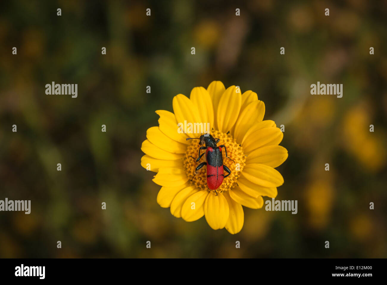 L'insetto su fiore giallo,fiori e insetti, Foto Stock