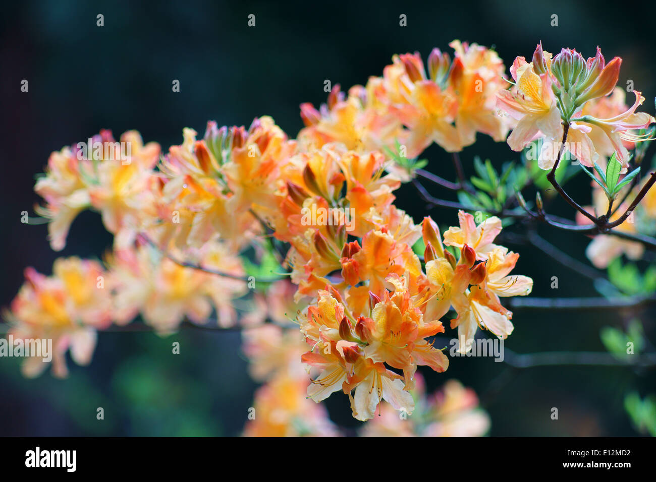 Orange rhododendron azalea " Christopher Wren' fiori Foto Stock