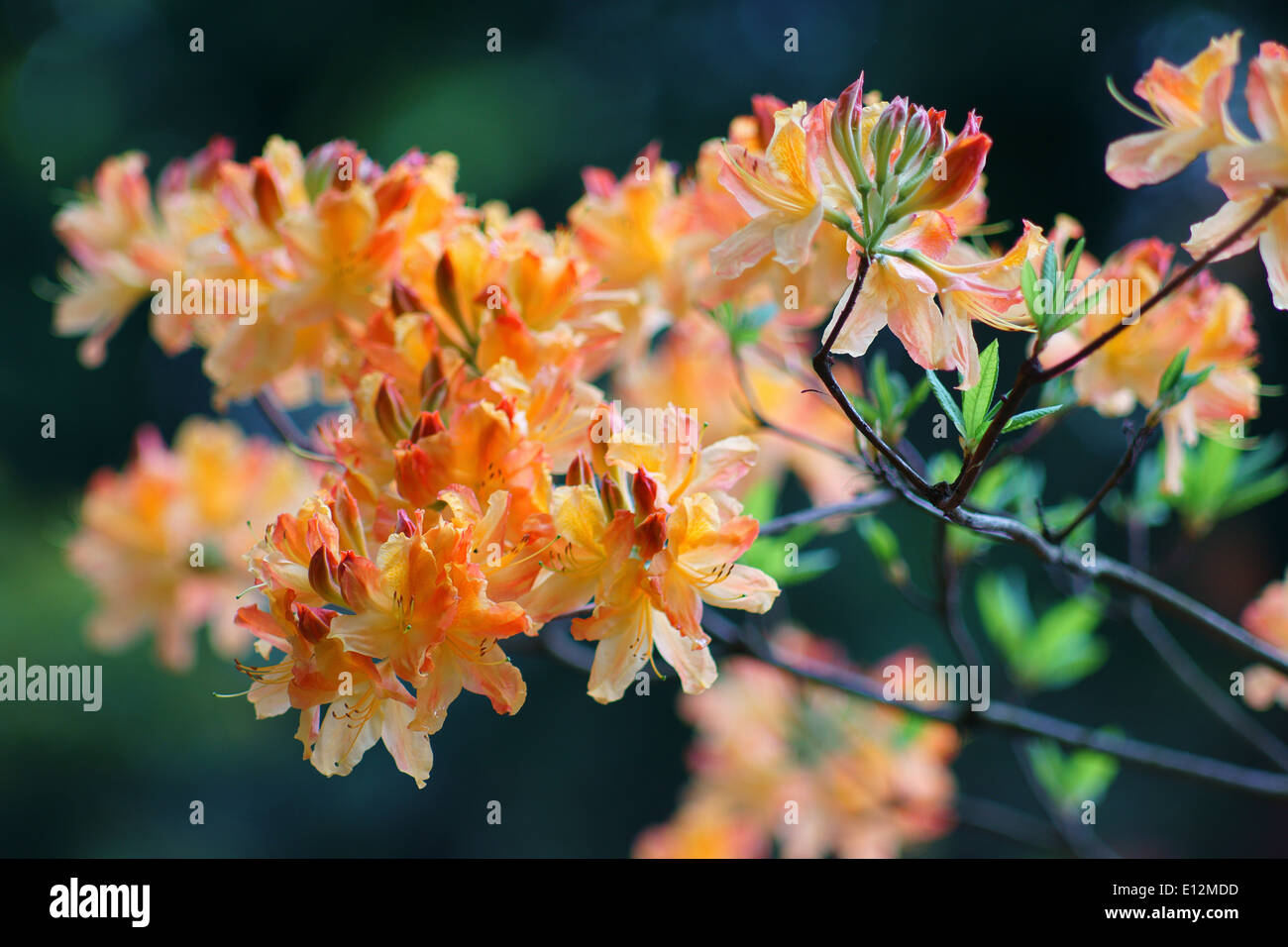 Orange rhododendron azalea " Christopher Wren' fiori Foto Stock