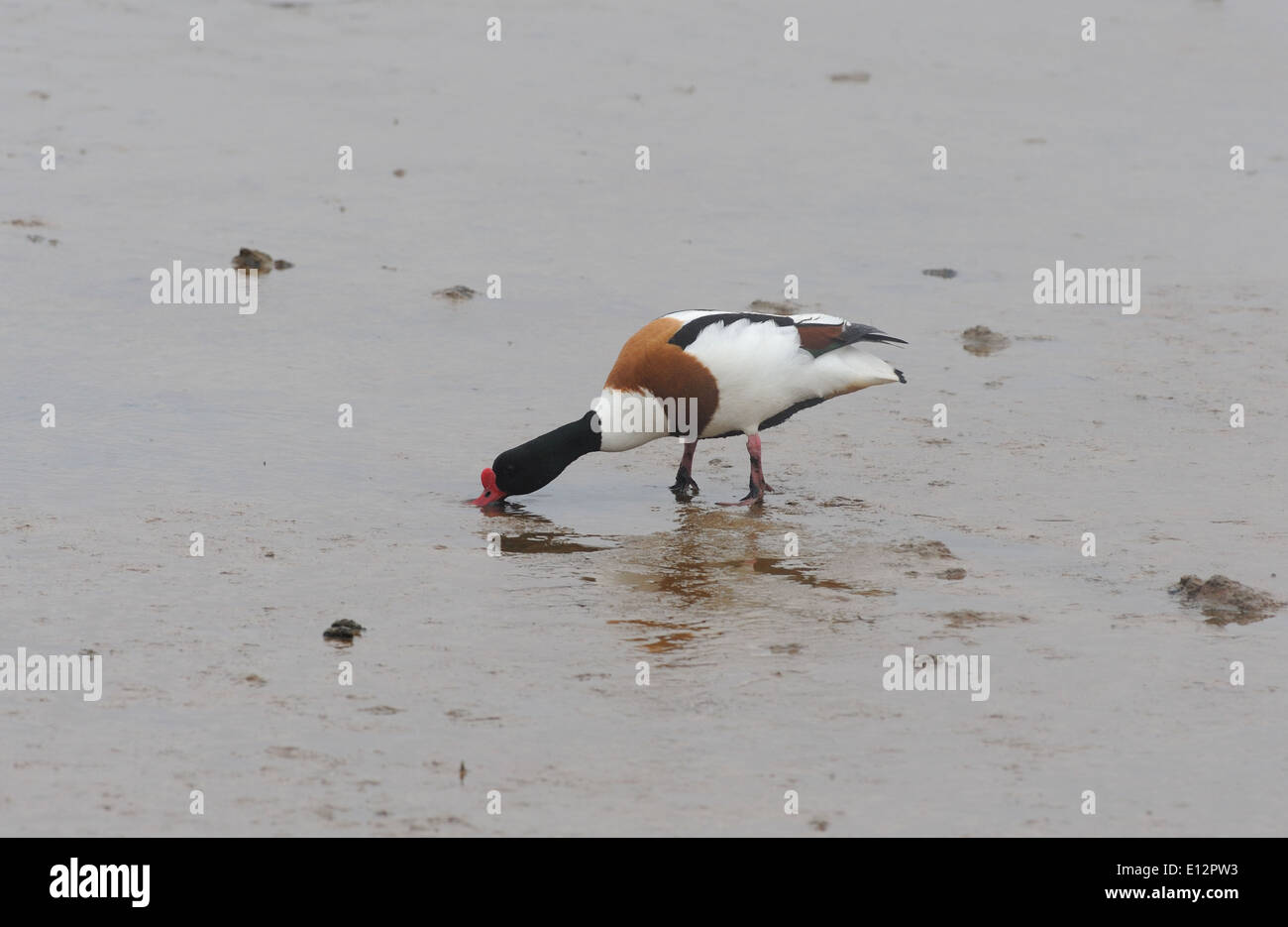 Un maschio Shelduck (Tadorna tadorna) si diletta per il cibo nel fango. Foto Stock