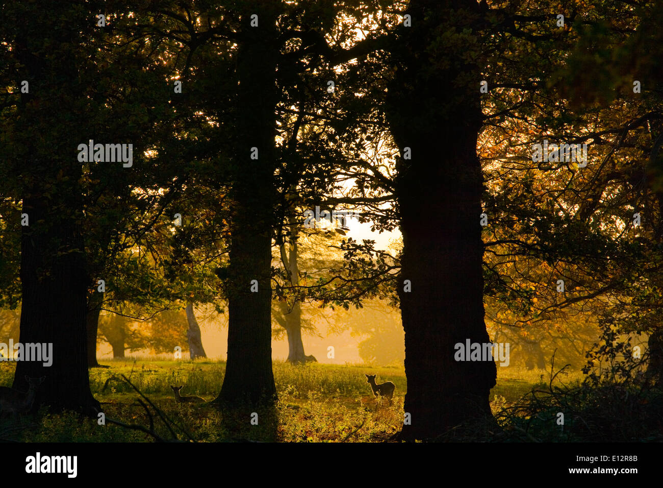 Daini Cervus dama Doe durante in autunno a rut Holkham Deer Park Norfolk Foto Stock