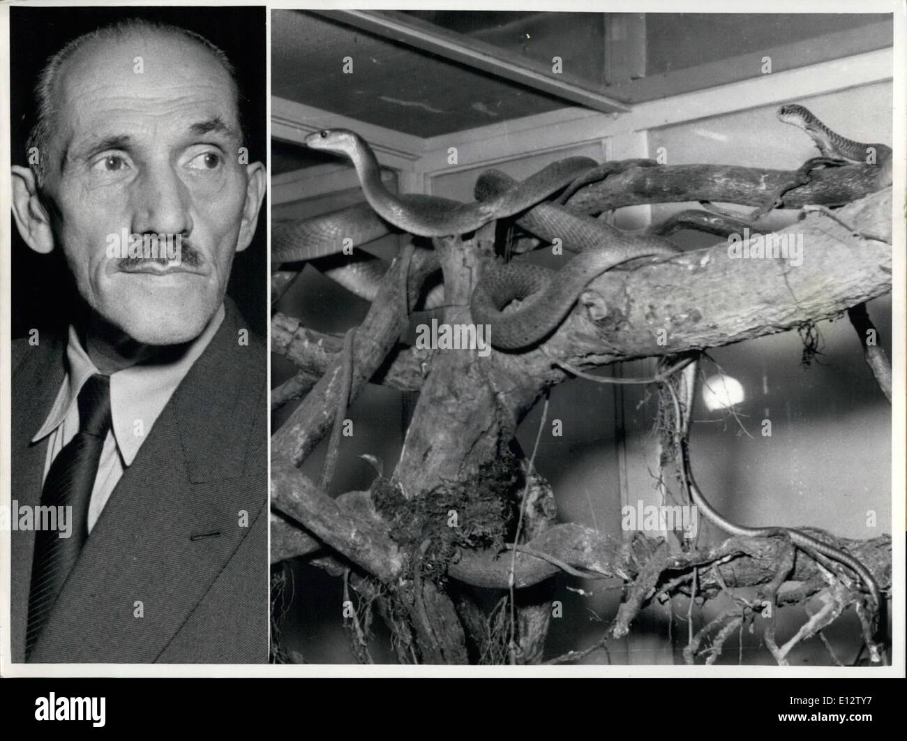 Febbraio 25, 2012 - La morte attraverso il serpente - il veleno è stato il proprietario del rettile-zoo in Konigswinter vicino a Bonn. Il cobra sting un 6 ora più tardi è stato Ernst Bender morte. Foto Stock