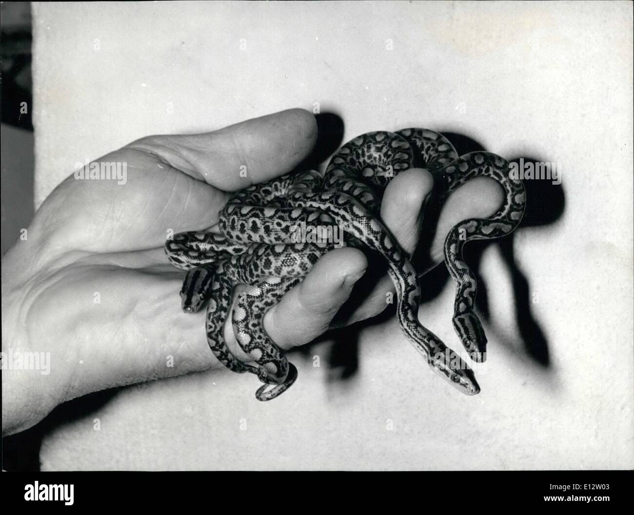 Febbraio 25, 2012 - Boas presso il giardino zoologico di Basilea.: una femmina di Boa ha dato nascita a 14 piccoli a Basilea's zoo. Essi sono 37 cm e pesano 25 grammi ciascuno. Cresciuto fino a raggiungere una lunghezza fino a 2 metri di distanza. La specie è di rainbow-Boa, vivid pattern, originario del Sud America. Foto Stock